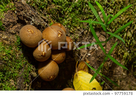 Forest mushroom. Common downy mushroom - Lycoperdon perlatum - growing in green moss in autumn forest 97759178