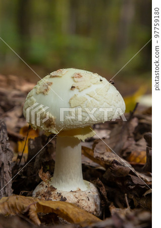 A closeup of Amanita citrina, false death cap or citron amanita 97759180