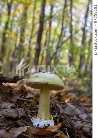 Inedible mushroom Amanita citrina in the forest. Known as false death cap or Citron Amanita 97759181