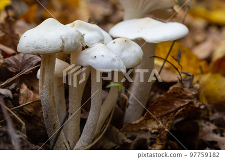Ivory Woodwax Fungi - Hygrophorus eburneus, growing in Beech leaf litter 97759182