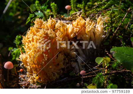 Closeup of Ramaria Flava, yellow coral mushrooms growing in the forest. Wild mushroom growing in the forest 97759189