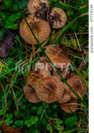 Armillaria mellea, commonly known as honey fungus - a basidiomycete fungus in the genus Armillaria close-up Armillaria mellea, commonly known as honey fungus - a basidiomycete fungus in the genus Armillaria close-up 97759194