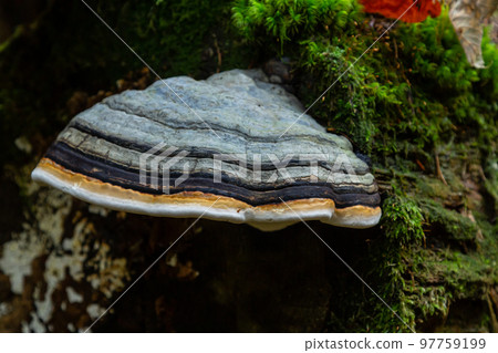 Fomes fomentarius, commonly known as the tinder fungus, false tinder fungus, hoof fungus, tinder conk, tinder polypore or ice man fungus Fomes fomentarius, commonly known as the tinder fungus, false tinder fungus, hoof fungus, tinder conk, tinder polypore or ice man fungus 97759199