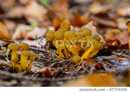 Jelly babies, Leotia lubrica growing in wet environment 97759200