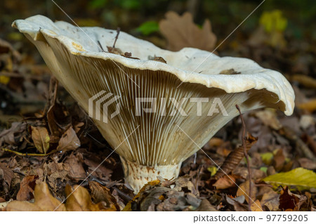 Lactifluus vellereus formerly Lactarius vellereus fungus in the forest 97759205