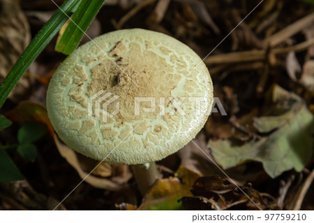 Inedible mushroom Amanita citrina in the forest. Known as false death cap or Citron Amanita 97759210