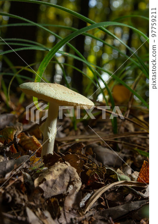 A closeup of Amanita citrina, false death cap or citron amanita 97759211