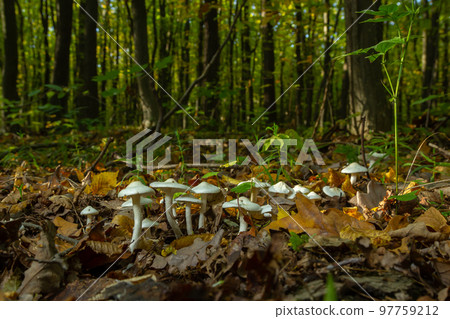 Ivory Woodwax Fungi - Hygrophorus eburneus Growing in Beech leaf litter Ivory Woodwax Fungi - Hygrophorus eburneus Growing in Beech leaf litter 97759212