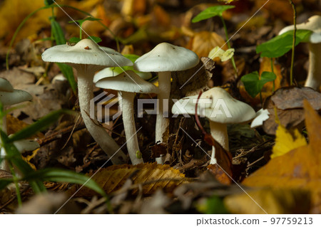 Ivory Woodwax Fungi - Hygrophorus eburneus Growing in Beech leaf litter 97759213