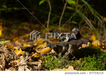 Black trumpet mushroom, Horn of Plenty, Caterellus cornucopioides, in lush moss in the forest 97759214