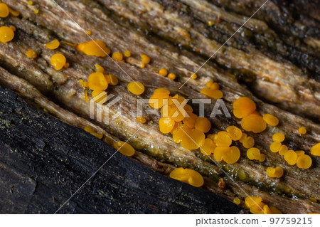 Very small fungus yellow fairy cups or lemon discos, Bisporella citrina, on old wet wood 97759215