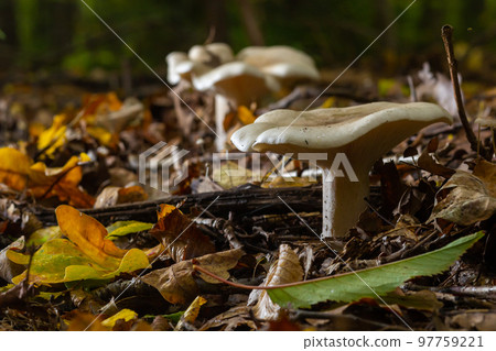 Lactifluus vellereus formerly Lactarius vellereus fungus in the forest 97759221