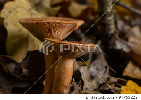 Edible mushroom called niscalo, red pine mushroom Lactarius deliciosus growing in the fall season in the pine forests of Spain. Mushroom harvest season. Mycology Concept 97759222
