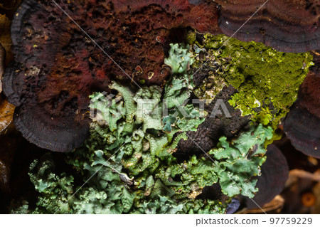 Lichen - Parmotrema reticulatum Growing on fallen log Lichen - Parmotrema reticulatum Growing on fallen log 97759229