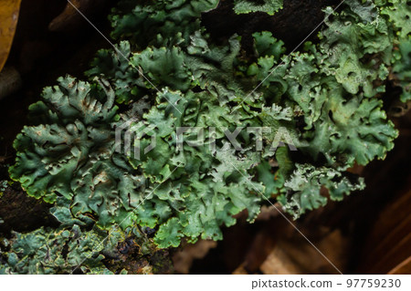 Lichen - Parmotrema reticulatum Growing on fallen log Lichen - Parmotrema reticulatum Growing on fallen log 97759230