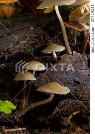 Magic mushrooms growing on moss. Most probably Mycena galericulata Magic mushrooms growing on moss. Most probably Mycena galericulata 97759231