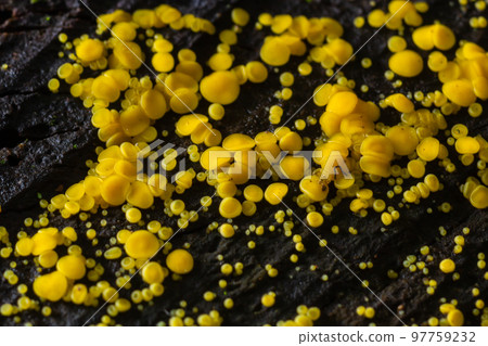 Very small fungus yellow fairy cups or lemon discos, Bisporella citrina, on old wet wood 97759232