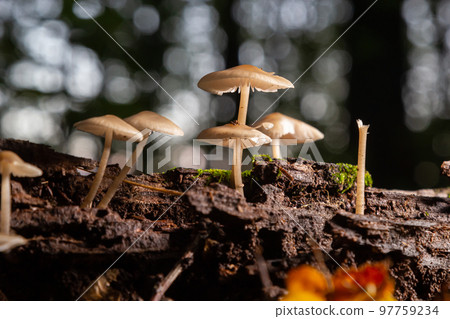 Group of mushrooms of the species Baeospora myosura Group of mushrooms of the species Baeospora myosura 97759234