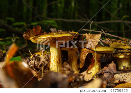 A closeup of Cortinarius triumphans, in a natural environment against the background of the forest 97759235