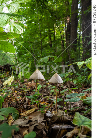 A Macro image close up of a conecap mushroom or latin name Genus Conocybe surrounded by grass A Macro image close up of a conecap mushroom or latin name Genus Conocybe surrounded by grass 97759240