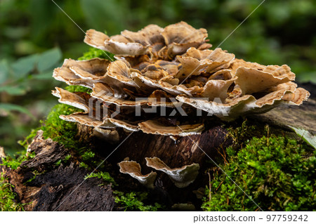 Anise mazegill, a brown rot fungus, Gloeophyllum odoratum 97759242