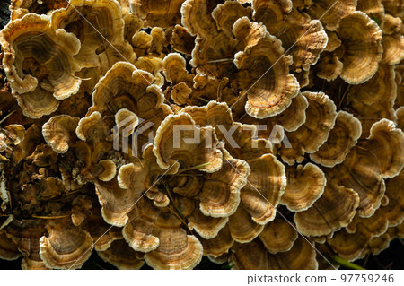 Gloeophyllum sepiarium mushroom on the tree into the forest. Rusty gilled polypore 97759246