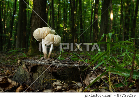 The Common Bonnet Mycena galericulata is an inedible mushroom , an intresting photo The Common Bonnet Mycena galericulata is an inedible mushroom , an intresting photo 97759259