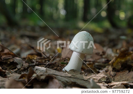 White deadly poisonous fungi Amanita virosa also known as destroying angel. Young egg-shaped fruiting bodies showing conical caps, veil around stem. Mushroom in peat moss ground White deadly poisonous fungi Amanita virosa also known as destroying angel. Young egg-shaped fruiting bodies showing conical caps, veil around stem. Mushroom in peat moss ground 97759272