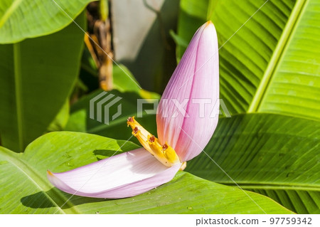Close up of pink water lilly during summer Close up of pink water lilly during summer 97759342
