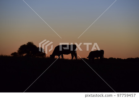 Cows grazing at sunset, Buenos Aires Province, Argentina. 97759457