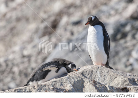 Gentoo Penguin,on an antarctic beach, Neko harbour,Antartica 97759458