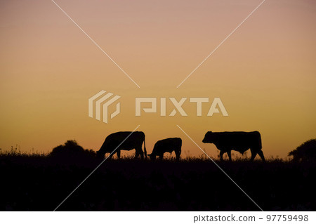 Cows grazing at sunset, Buenos Aires Province, Argentina. Cows grazing at sunset, Buenos Aires Province, Argentina. 97759498