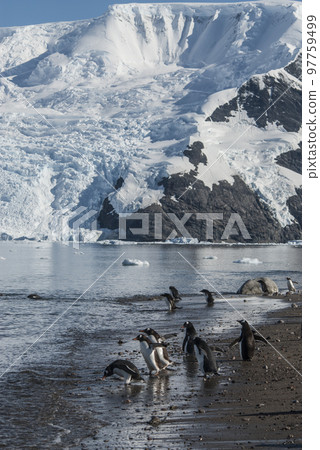 Gentoo Penguins with glacier in the background, Neko harbour,Antartica 97759499
