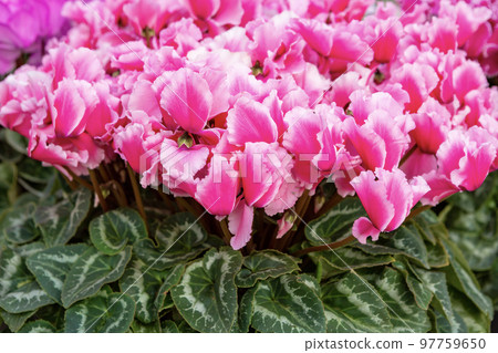 盛開的仙客來 盛開的仙客來 97759650