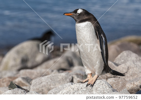 Gentoo Penguin,on an antarctic beach, Neko harbour,Antartica 97759652