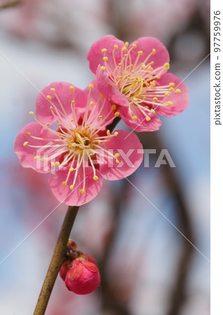 Plum blossoms (Tachibana) 97759976