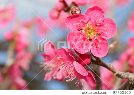 Plum blossom  97760100