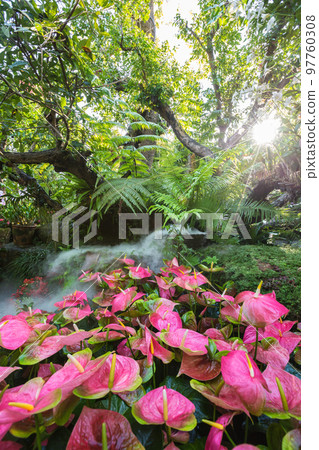 Beautiful spring multicolored flowers in the garden under big trees, Chiang Rai, Thailand 97760308