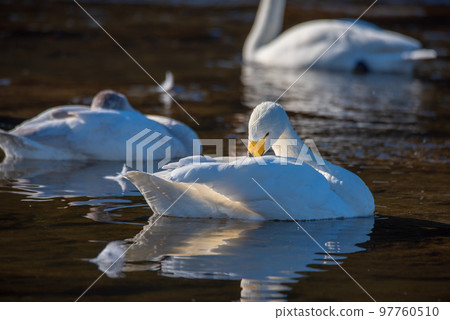 Shiratori Plumage Shiratori Haiganchi Winter Season Fukaya City 97760510