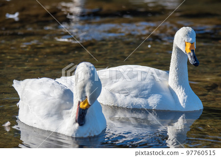 Two swans Swan flying place winter season Fukaya city 97760515