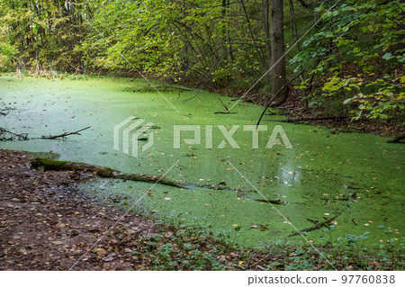 Green little swamp covered with algae Green little swamp covered with algae 97760838