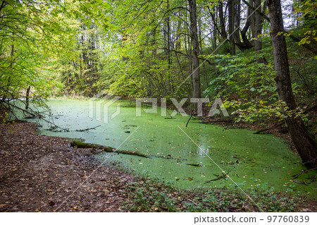 Green little swamp covered with algae Green little swamp covered with algae 97760839