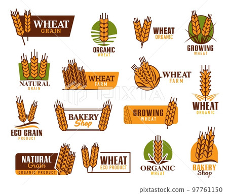 Cereal vector icons. Wheat, rice, oat, barley and millet ears. Organic food product, bakery shop and natural cereals farm vector symbols, emblems with wheat, rye or barley ears and spikelets 97761150