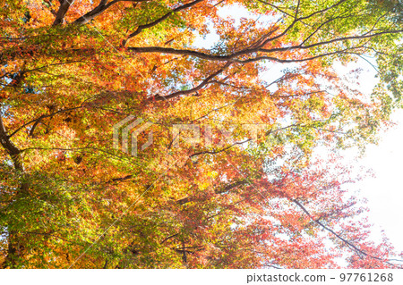 [日本] 埼玉縣高麗神社的紅葉 97761268