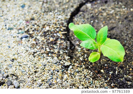 Sunflower true leaf seedlings planted in soil Sunflower true leaf seedlings planted in soil 97761389