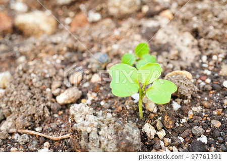 Komatsuna sprouts in a kitchen garden where a true leaf has emerged from two leaves Komatsuna sprouts in a kitchen garden where a true leaf has emerged from two leaves 97761391