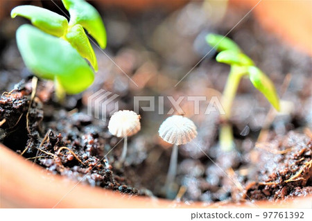 A small white mushroom growing out of the soil in a flowerpot A small white mushroom growing out of the soil in a flowerpot 97761392