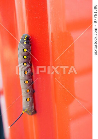 沿著紅色容器邊緣行走的黑畫眉蛾幼蟲 97761396