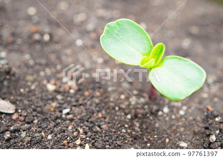 從土壤中發芽的雙葉向日葵幼苗的特寫 97761397