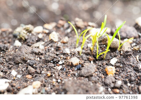 剛剛從土壤中發芽的菜園裡的胡蘿蔔芽 97761398